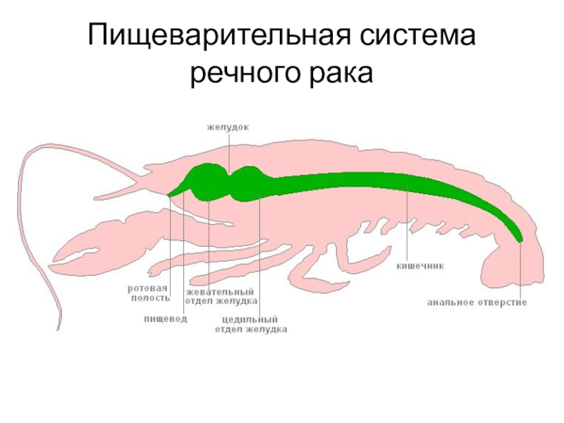 Схема строения кровеносной системы членистоногих