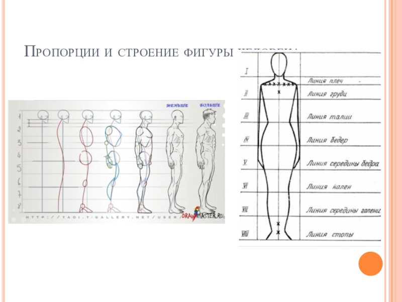 Презентация 7 класс пропорции и строение фигуры человека изо 7 класс