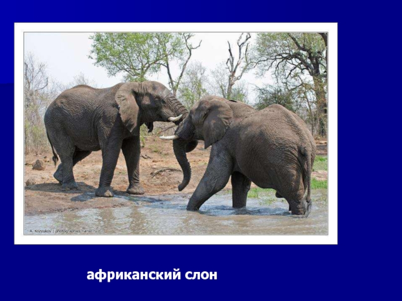 африканский слонАфриканский слон