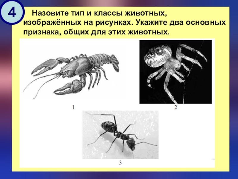 Какой тип развития характерен для азиатского скорпиона изображенного на рисунке