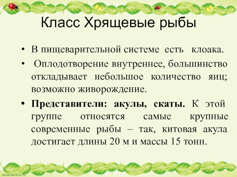 Класс Хрящевые рыбыВ пищеварительной системе  есть  клоака. Оплодотворение внутреннее, большинство откладывает небольшое количество яиц; возможно живорождение.Представители: