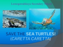 Проект по английскому языку Save the Turtles