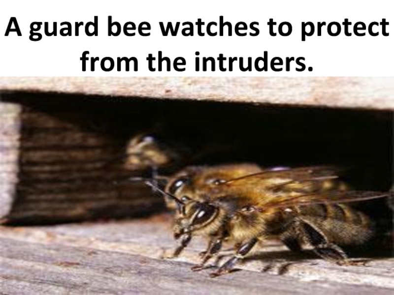 A guard bee watches to protect from the intruders.