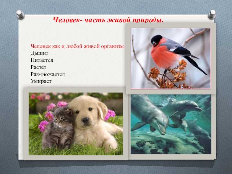 Является ли человек частью живой природы 5 класс презентация