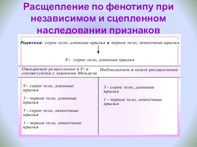 Расщепление 1 4 6 4 1. Расщепление при сцепленном наследовании. Независимое и сцепленное наследование признаков. Расщепление по фенотипу при сцепленном наследовании. Сцепленное наследование расщепление по фенотипу.