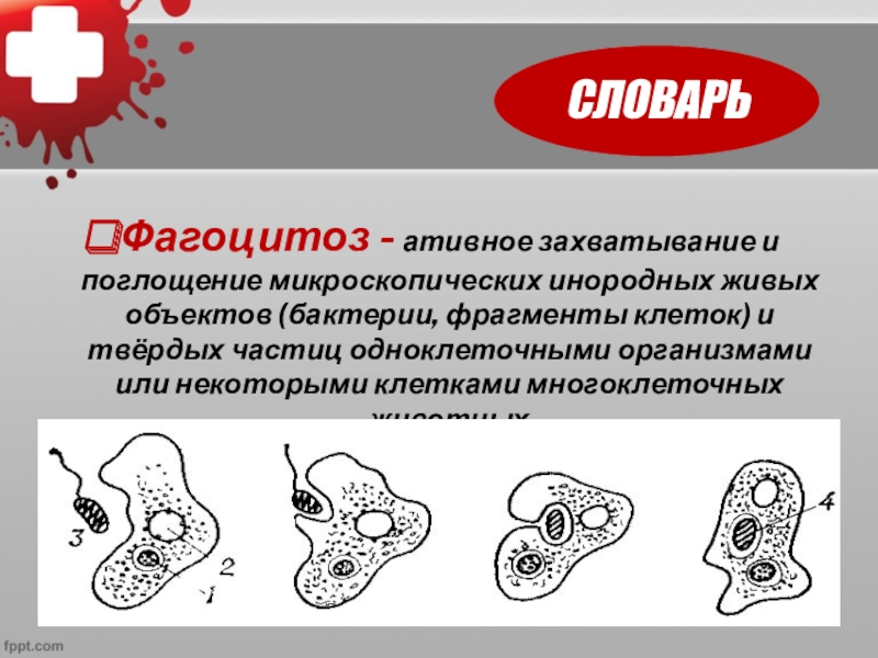 Тест по биологии внутренняя среда организма 8