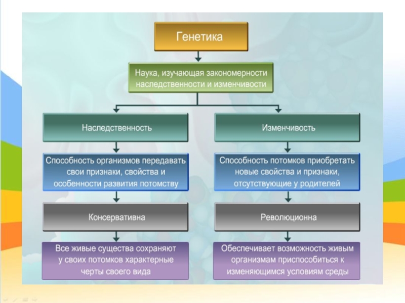 Наследственность схема биология