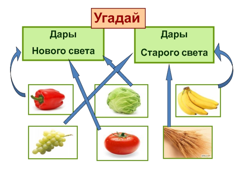 Дары старого и нового света презентация по биологии