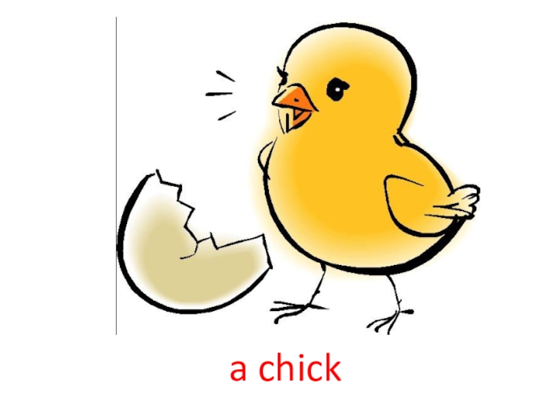 Цыпленок пик. Цыпленок рисунок. Цыпленок рисунок для детей. Цыпленок картинка для детей. Нарисовать цыпленка.