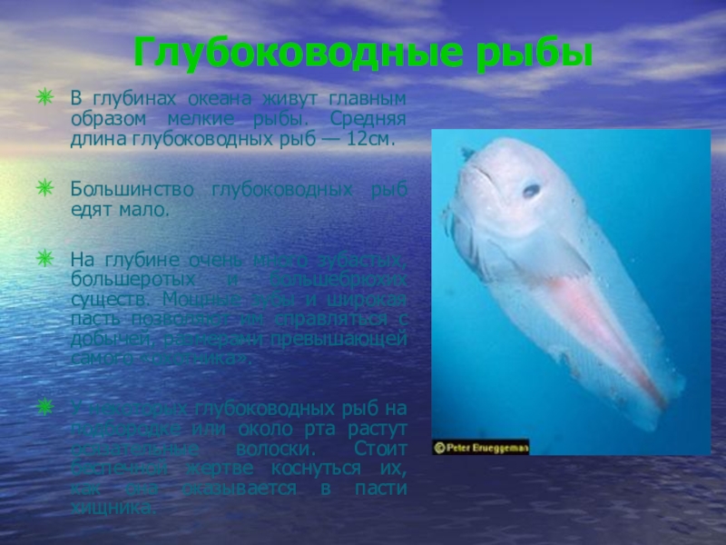 План о глубоководных морских обитателях