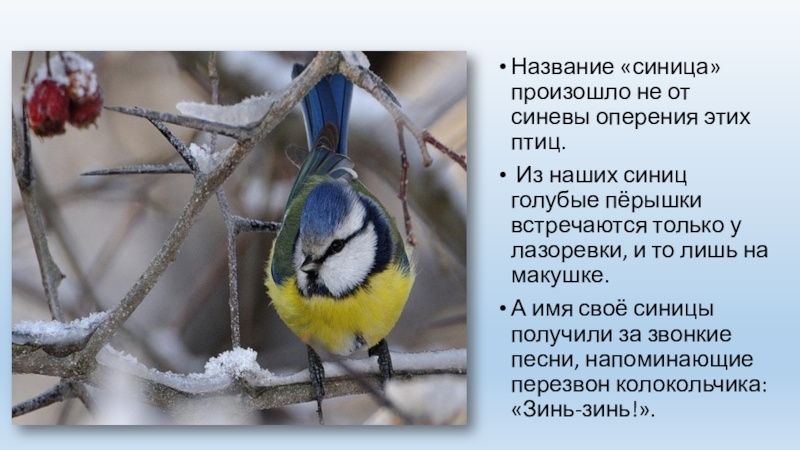 Название «синица» произошло не от синевы оперения этих птиц. Из наших синиц голубые пёрышки встречаются только у