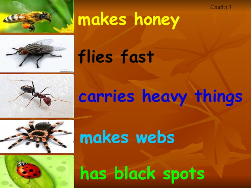 makes honeyflies fastcarries heavy thingsmakes webshas black spotsСлайд 3