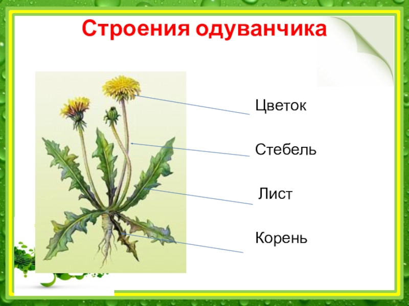 Схема роста одуванчика в картинках