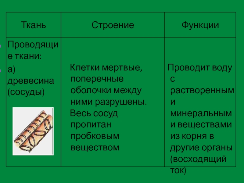 Механические и проводящие ткани растений 5 класс презентация