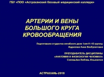 Презентация по анатомии и физиологии человека на тему Артерии и вены большого круга кровообращения