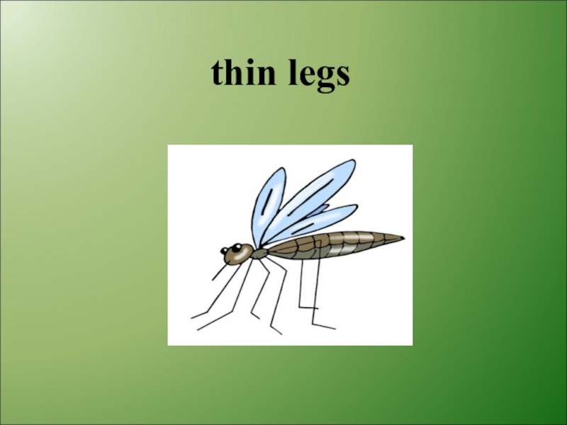 Thin legs перевод