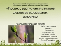 Проект Проект процесс распускания листьев деревьев в домашних условиях