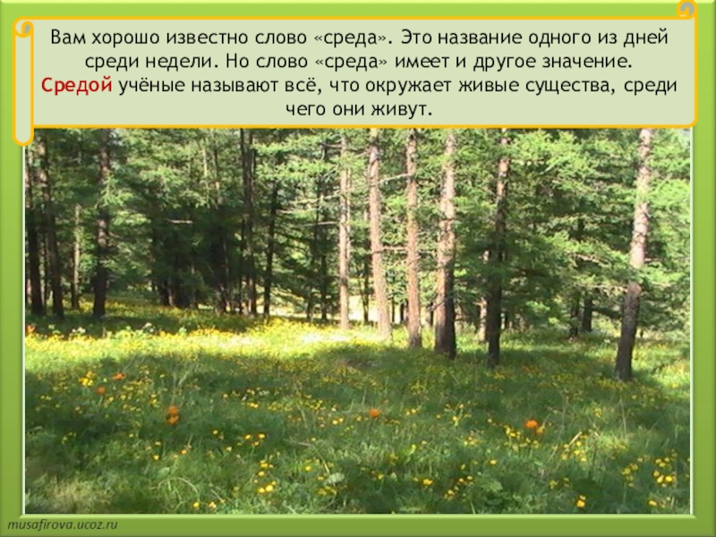 У леса на опушке текст. На опушке леса 2 класс. Лесная опушка 2 класс. В мире живой природы на опушке 2 класс Планета знаний. На опушке леса окружающий мир 2 класс Планета знаний.