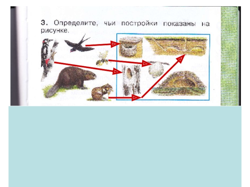 Как живут животные 1 класс. Определите чьи постройки показаны на рисунке. Определите чьи постройки показаны на рисунке 1 класс. Чьи постройки. Как живут животные чьи постройки показаны на рисунке.