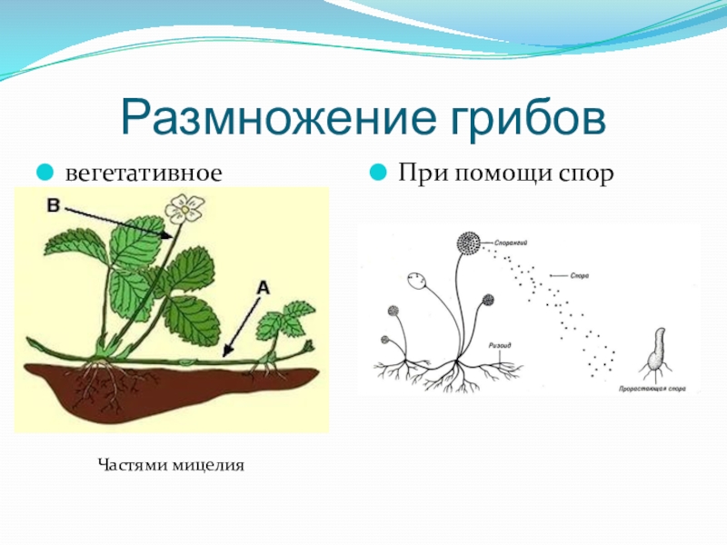 Вегетативное размножение грибов схема