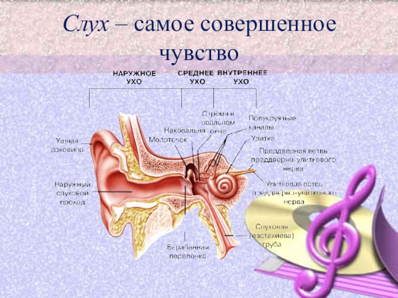 Центр слуха звуки