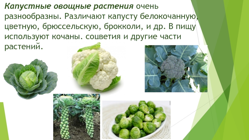 Капустные овощные растения очень разнообразны. Различают капусту белокочанную, цветную, брюссельскую, брокколи, и др. В пищу используют кочаны,