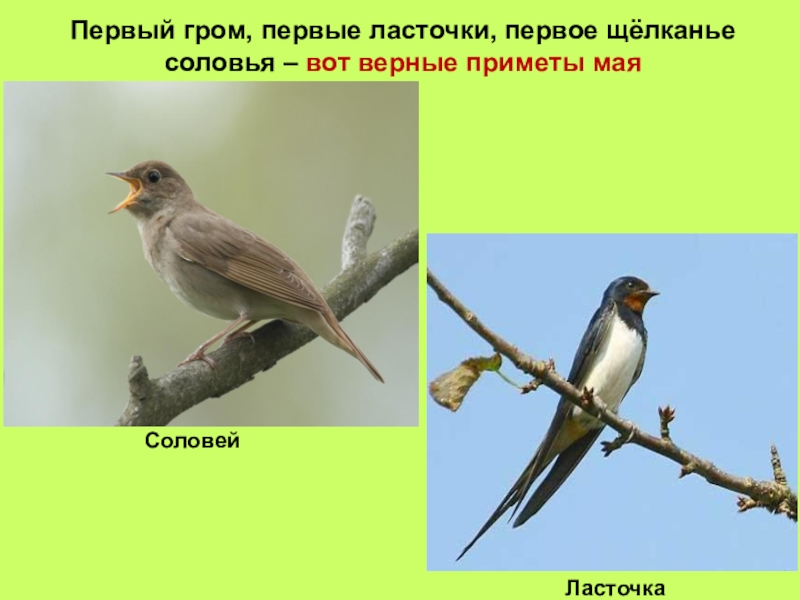 День соловья. Соловей приметы. Щелканье соловья. Соловей день 15 мая праздник. Приметы о Соловье детям.