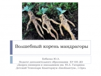 Презентация по биологии для внеурочной деятельности Волшебный корень мандрагоры