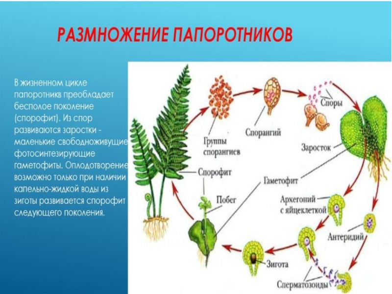 Спорофит папоротника рисунок