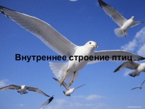 Презентация к уроку Внутреннее строение птиц