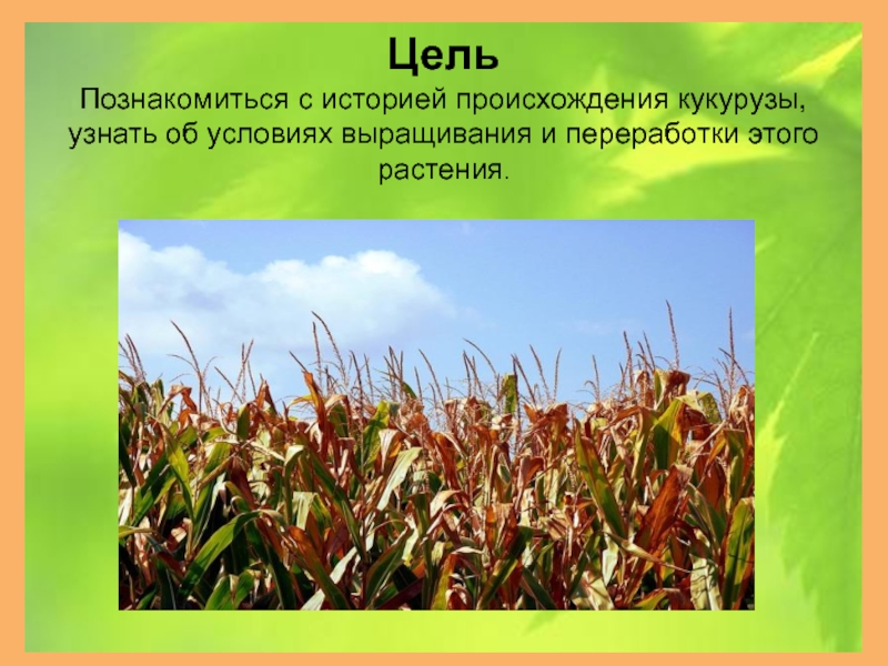 Цель Познакомиться с историей происхождения кукурузы, узнать об условиях выращивания и переработки этого растения.