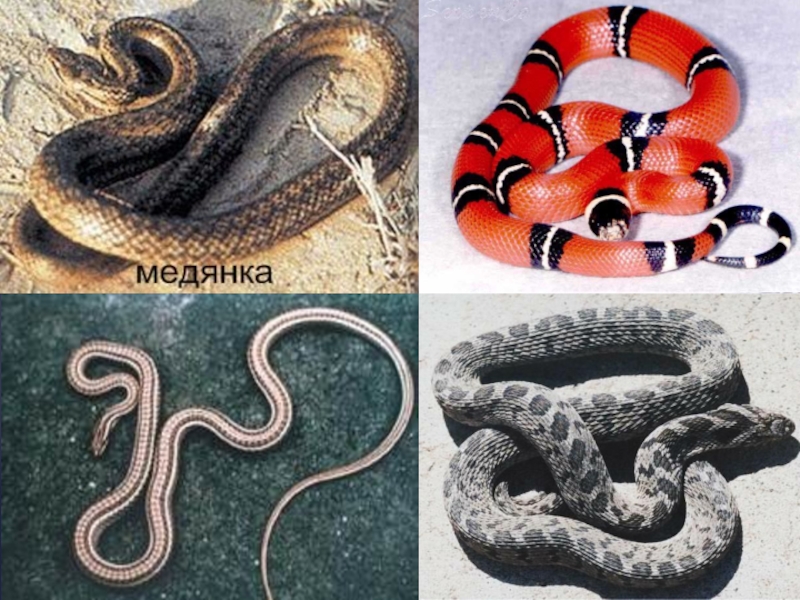 Как определить вид змеи по фото