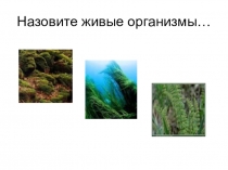 Презентация к уроку биологии в 5 классе по теме Растения