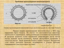 Презентация по зоологии беспозвоночных животных на тему Теории происхождения многоклеточных животных