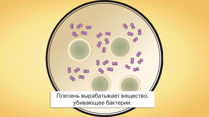 Микробного антагонизма по схеме