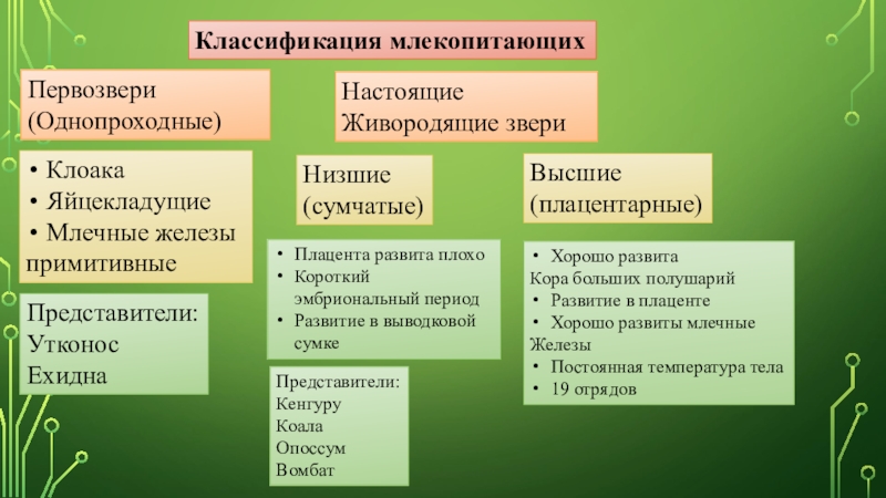 Классификация млекопитающих схема