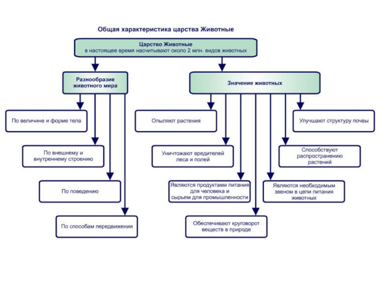 Диаграмма царство животных информатика