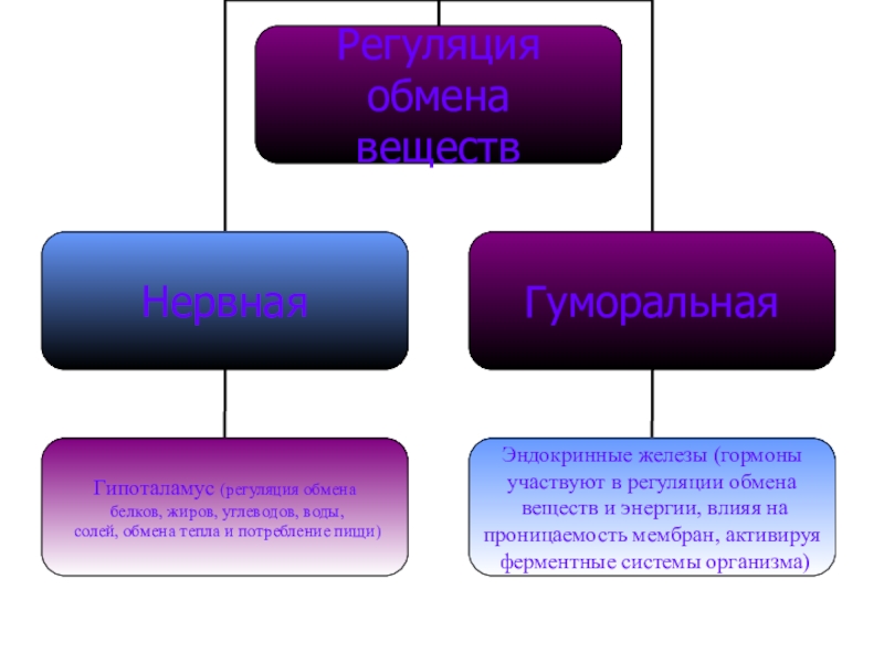 Метаболизм в архитектуре презентация