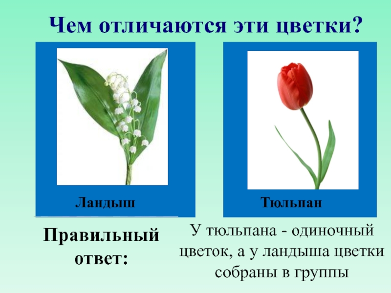 Как отличить цветы. Одиночный цветок и соцветие. Тюльпан цветок или соцветие. Соцветие тюльпана. Цветы Ландыши тюльпаны.