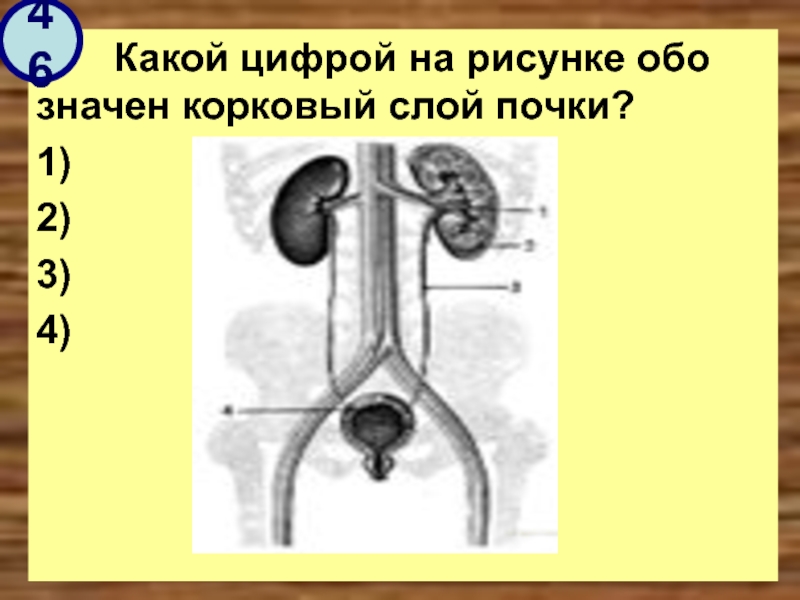 Как называется образование в почке которое обозначено на рисунке буквой а