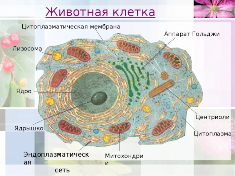 Строение клетки 9