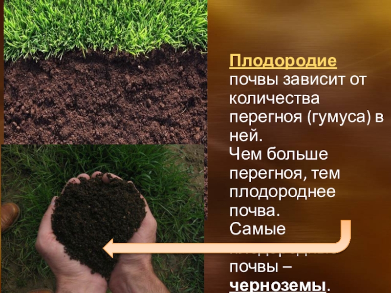 Плодородие зависит от содержания. От чего зависит плодородие почвы. Плодородие почвы зависит от количества в ней. Плодородные гумус почвы. От чего зависеть плодородие почки.