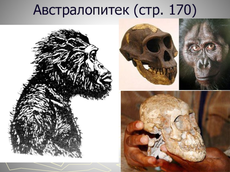 Австралопитеки презентация по биологии