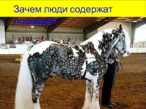 Презентация Зачем люди содержат лошадей?