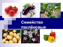 Семейство пасленовые (6 класс)