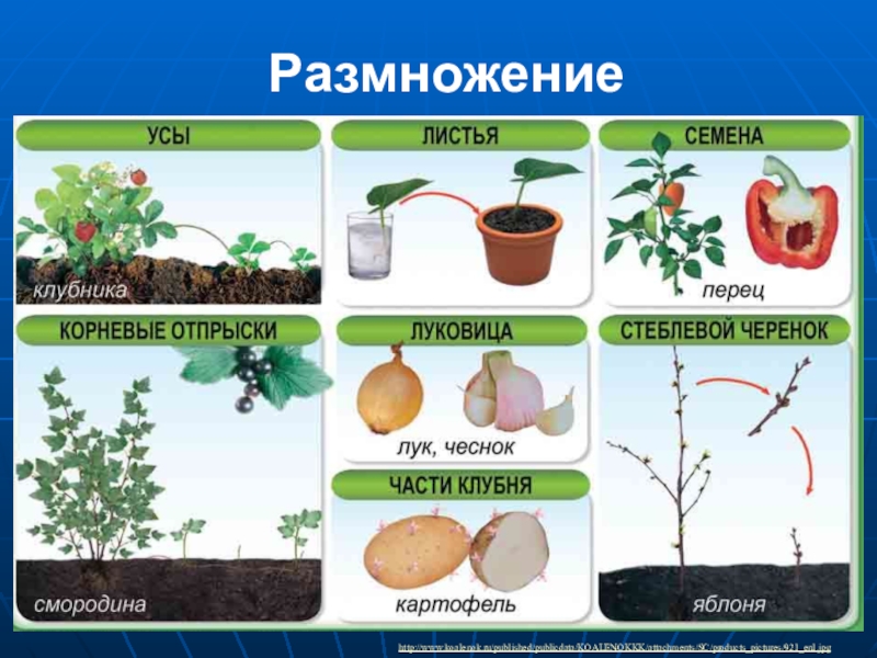 Урок размножение 6 класс. Размножение растений. Способы размножения комнатных растений. Размножение комнатных растений для детей. Методы размножения растений.