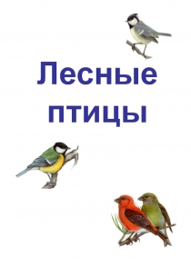 Презентация по ФЦКМ на тему Лесные птицы.