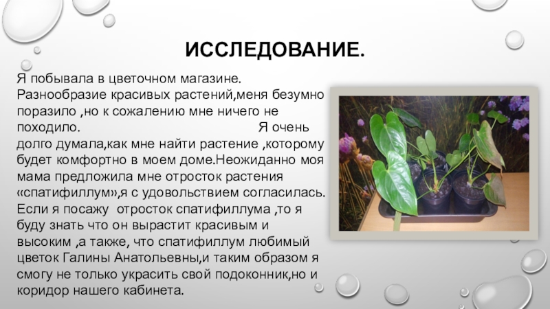 Технология выращивания комнатных растений 5 класс технология презентация