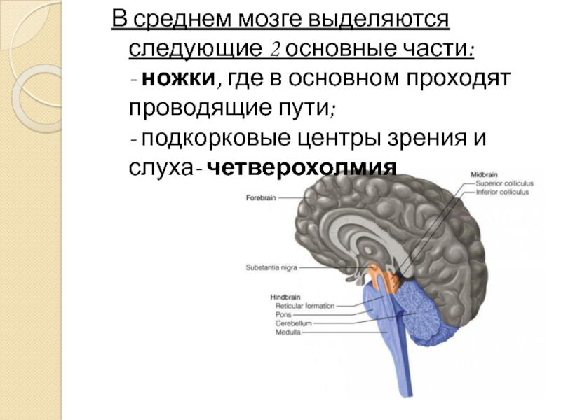 Функции моста и среднего мозга