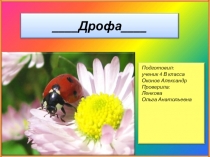 Дрофа